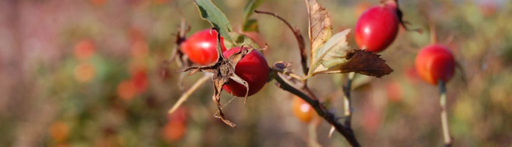 Herbst